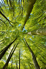 Naklejka premium Las bukowy wczesną wiosną, patrząc w górę, świeże zielone liście