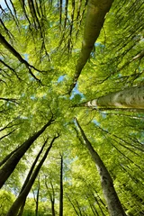 Wandcirkels plexiglas Bos van beukenbomen in het vroege voorjaar, omhoog kijkend, frisgroene bladeren © AVTG