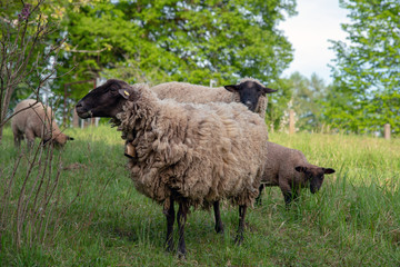 Zotteliges Schaf mit Gl&ouml;ckchen