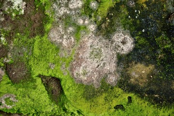 green moss texture in nature
