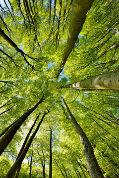 Fototapeta Forest of Beech Trees in Early Spring, looking up, fresh green leaves