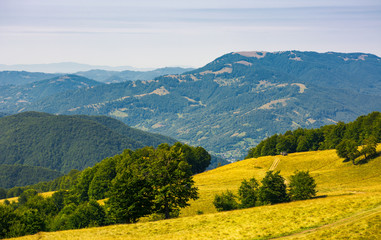 Obraz premium path down the alpine grassy meadow. mountain range in the distance. beech forest on hills. beautiful summer scenery
