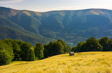 hut on the grassy hill near the beech forest. beautiful scenery in mountains. warm and sunny afternoon in summer