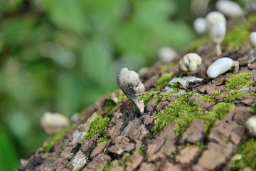 mushroom growing in timber on nature.