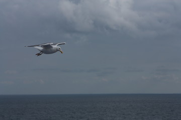 Fototapeta na wymiar Seagull flying over the sea. Flying in the sky.