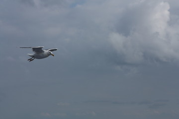 Seagull flying over the sea. Flying in the sky.