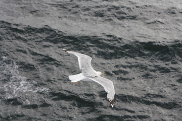 Seagull flying over the sea.
