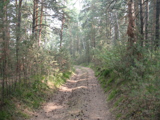 forest_road1.jpg