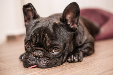 french bulldog sleeping