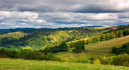Fototapeta na wymiar forested rolling hill on overcast day. beautiful early autumn scenery in mountains