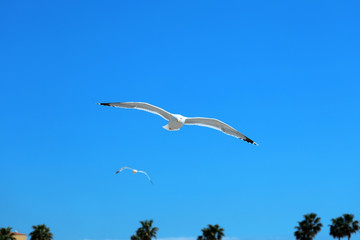 Fototapeta premium White Seagull Flying In The Blue Sky