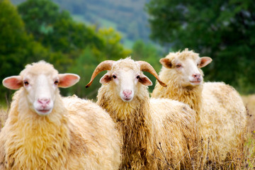 portrait of ram in the sheep herd. leadership in complicates relationship concept. shallow depth of...
