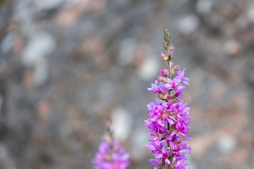 Obraz premium Purple flower archipelago Sweden
