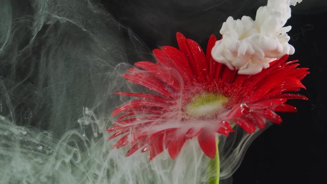 Red gerbera flower and paint in water. Abstract ink in the water.