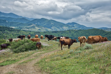Fototapeta na wymiar The cows in the mountains