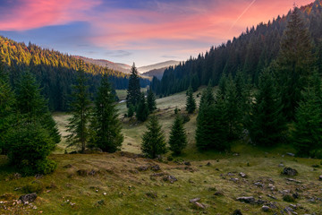 spruce forest in foggy valley at reddish sunrise. beautiful autumn landscape in mountains. Apuseni Natural Park, Romania