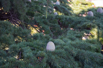 The pine tree with the pinecone