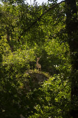 The forest and wooden deer