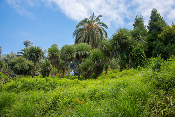 The palms and bamboo trees