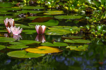 The lotus