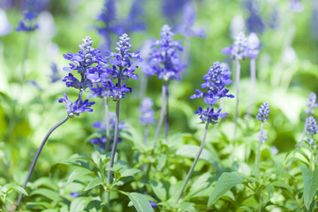 Obraz premium Lavender flowers in the graden.