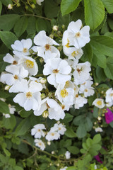 Flowering Multiflora Rose (Rosa multiflora)