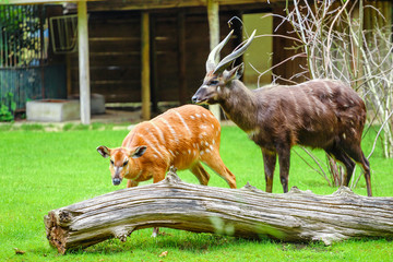 Grazing male and female West African Sitatunga, Tragelaphus spekei gratus during breeding season