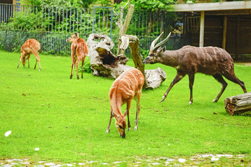Grazing male and female West African Sitatunga, Tragelaphus spekei gratus during breeding season