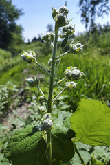 Buds of Blackberry (Rubus sp.)