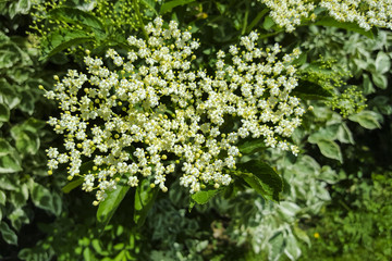 Flowers and buds of Elder (Sambucus nigra)