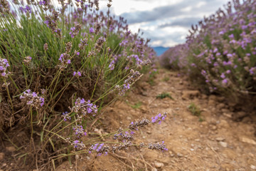 Beauty lavender flowers field.