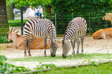 Fototapeta na wymiar Zebra eating grass in Zoo