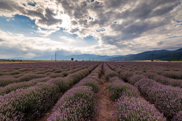 Fototapeta na wymiar Beauty lavender flowers field.