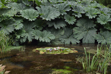 Pond Glendurgan Gardens Near Falmouth Cornwall