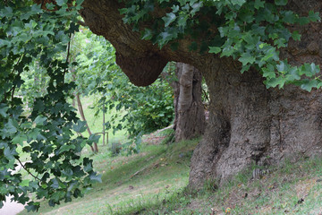 Tulip Tree Glendurgan Gardens Near Falmouth Cornwall