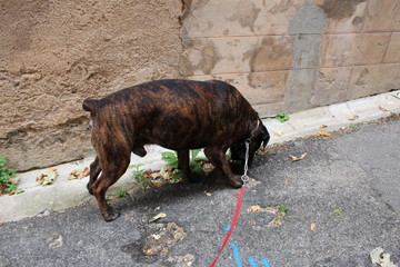 suite en laisse : chien dressage