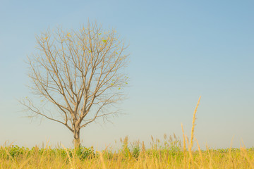 Obraz premium Lonely tree in the grass field
