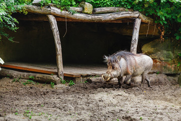 The warthog male with tusks and bit of hair on the backspine running in the zoo. Concept of dangerous and scarry animal in wild nature