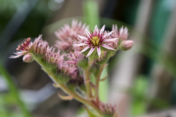 Sempervivum arachnoideum perennial flowering plant, bright pink flowers