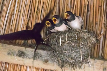 three young swallows in the nest are fed (Hirundinidae)