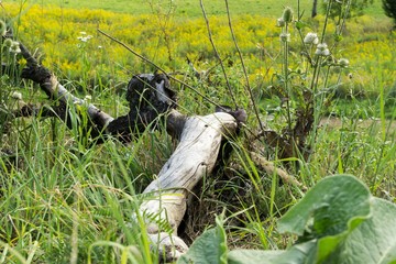 Wood branch in the grass. Slovakia