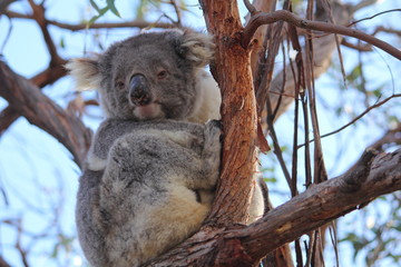 koala on gum tree in Gippsland Lakes
