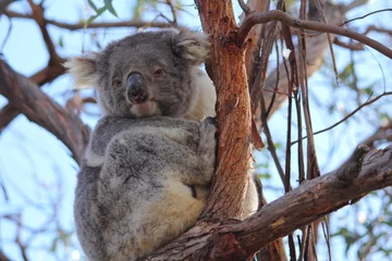 Crédence de cuisine en verre imprimé Koala Koala sur gommier dans les lacs du Gippsland