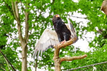 Bateleur buffoon Eagle, or Terathopius ecaudatus. Beautiful bird of prey from the family of hawks