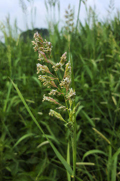 Flowering Reed canary grass (Phalaris arundinacea)