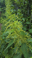 Fototapeta premium Common Nettle (Urtica dioica) with flowers and seeds