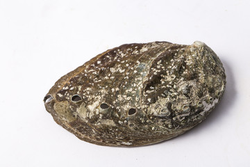 Abalone shell isolated