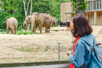 Woman watching at elephant family feeding in the zoo and making photos on her smartphone