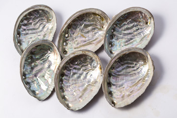 Abalone shell isolated