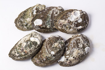Abalone shell isolated